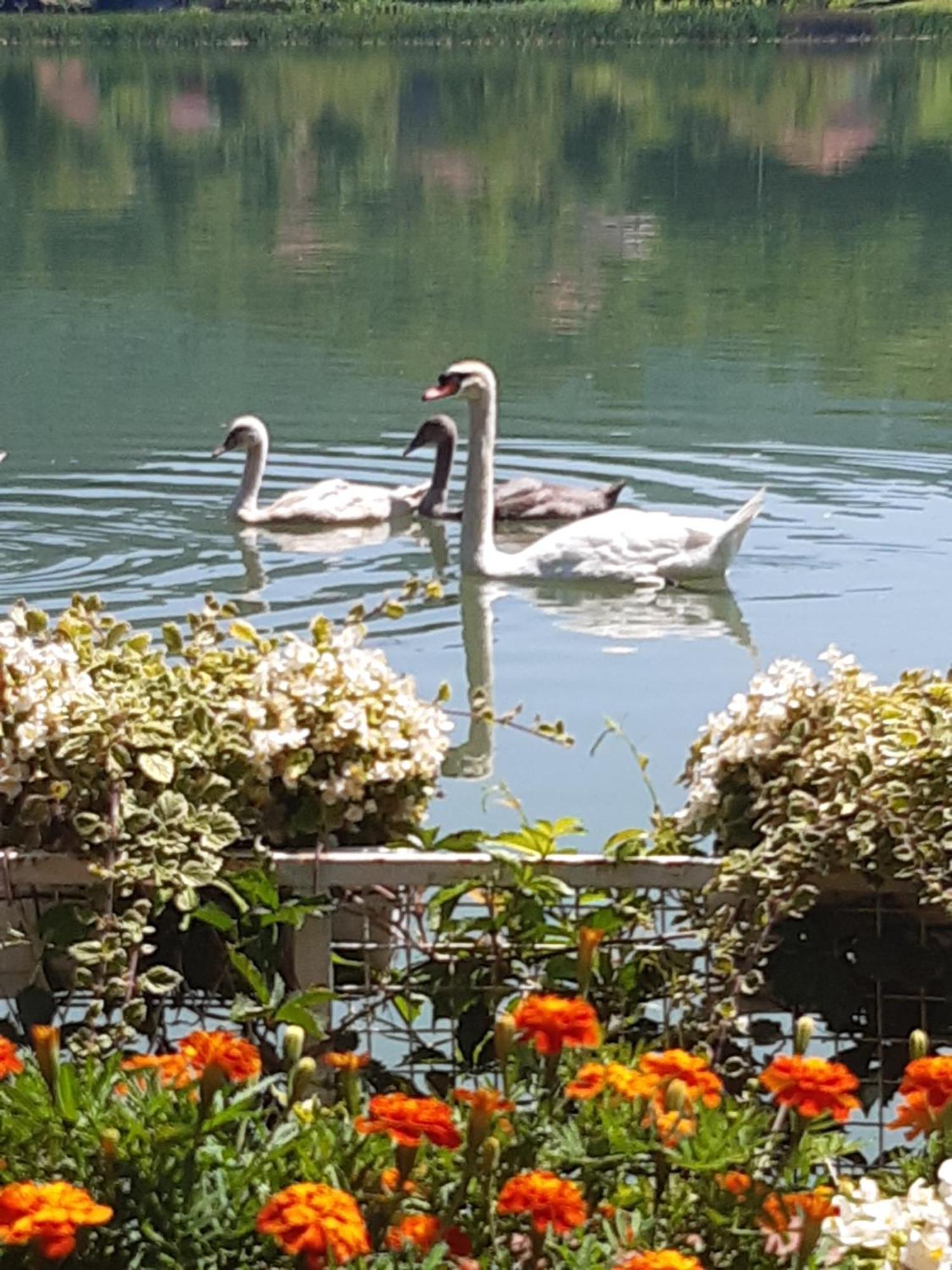 Vila Oaza - Zvornicko Jezero Zvornik Dış mekan fotoğraf